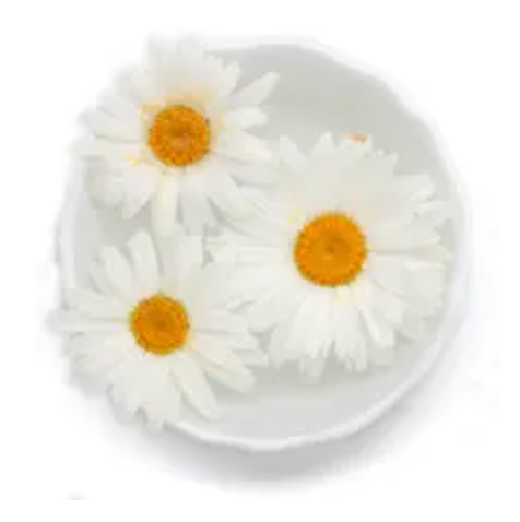 Chamomile flowers sitting in a white bowl on a white background 